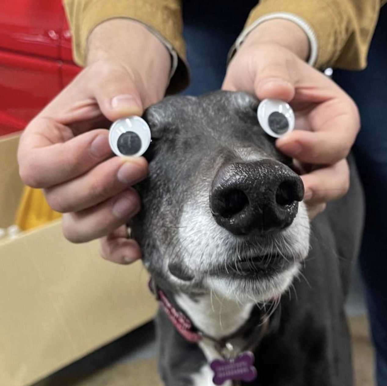 Domino the greyhound