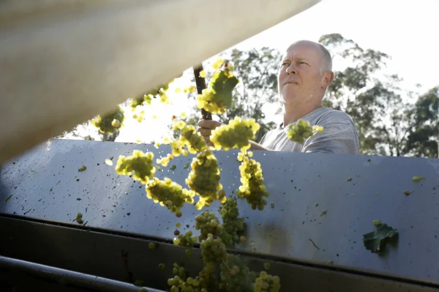 ThomasWinesJan18ThommoSemillonintoCrusher_900